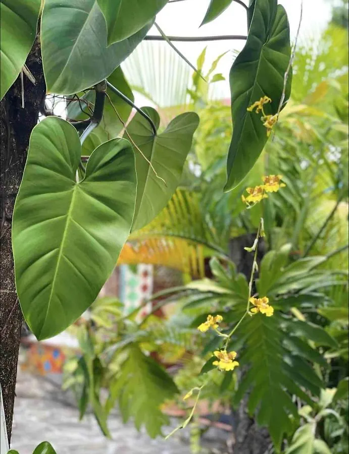 Studio Charmant A Basse Terre Vue Sur Jardin 15 M²